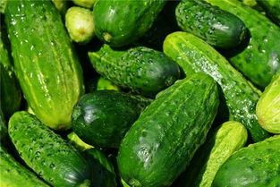 梦到在在瓜地里吃黄瓜,黄瓜滋味里的奇幻之旅