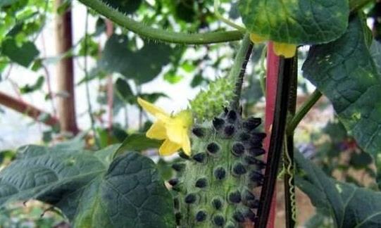 刺角瓜怎么吃减肥,天然低卡美食助你轻松瘦身