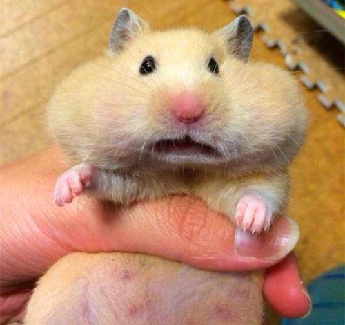 给仓鼠吃的瓜,仓鼠美食之旅