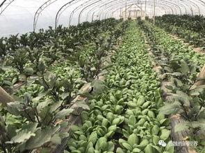 郓城黄河吃瓜,一场别开生面的夏日盛宴