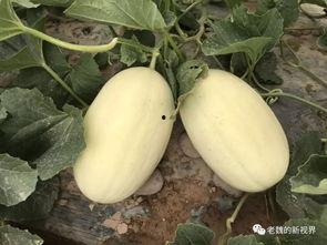 郓城黄河吃瓜,一场别开生面的夏日盛宴