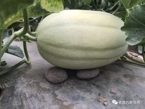 郓城黄河吃瓜,一场别开生面的夏日盛宴