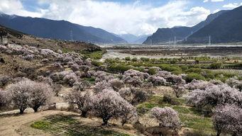 西藏林芝吃瓜群众