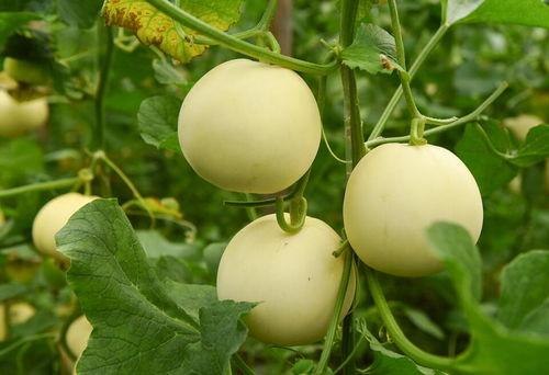 吃瓜网每日,揭秘娱乐圈最新热点，带你领略明星幕后故事