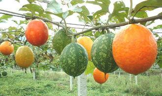 吃吊瓜能吃柿子吗,同食相宜还是禁忌？