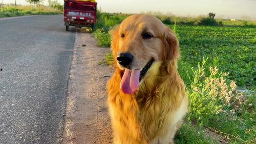 狗吃蜜瓜仔,蜜瓜仔引发的欢乐时光