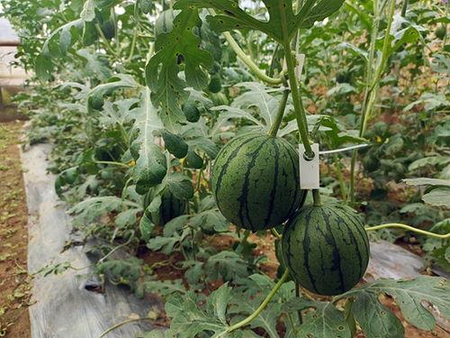 小料吃瓜,揭秘娱乐圈幕后故事