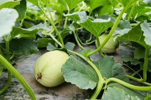 小料吃瓜,揭秘娱乐圈幕后故事