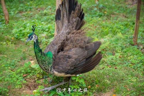 阿亮孔雀吃的瓜是什么瓜,揭秘它钟爱的瓜类之谜