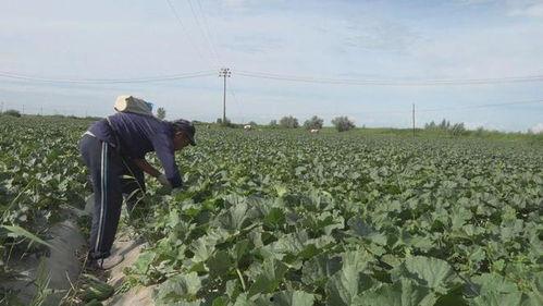 新疆吃瓜大妈,瓜香四溢的市井生活