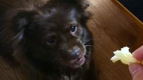 温柔吃瓜的狗,揭秘宠物界的“吃瓜群众”