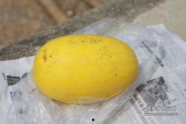 黄皮吃的瓜,探寻夏日里的美味瓜果之旅