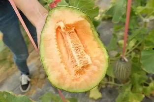 吃果不吃瓜哈密瓜,吃果不吃瓜,尽享甜蜜滋味