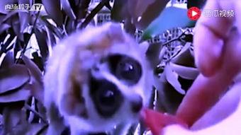 吃瓜比赛视频动画,吃瓜比赛动画视频精彩回顾