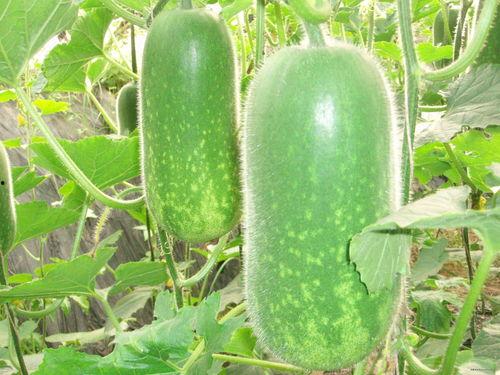 播放吃瓜不图片,揭秘“吃瓜群众”背后的娱乐真相