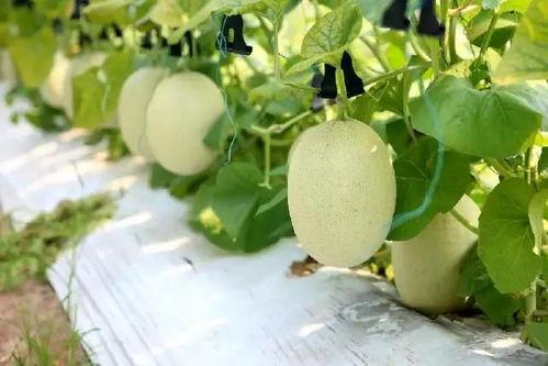 华华吃瓜,揭秘娱乐圈幕后故事