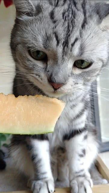 那些吃瓜的猫咪,揭秘猫咪的娱乐生活