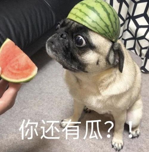 沉浸吃瓜表情包,表情包带你领略网络狂欢